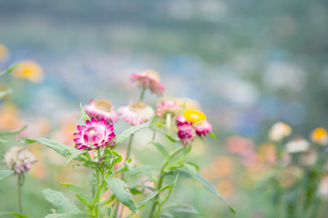Image of colorful Paper Daisy or Straw Flowers is grown in the north of Thailand on Pai valley background