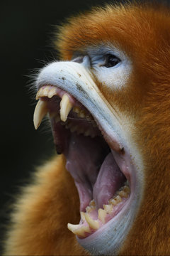 Screaming Golden Snub-nosed Monkey in China