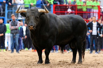 bull in spanish