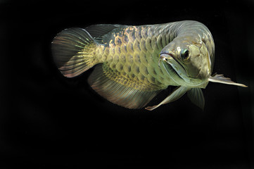 green arowana