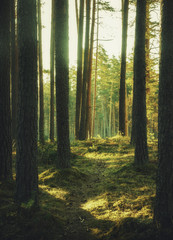 magic tree forest ,beautiful view