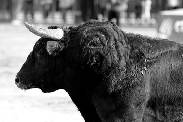 Bull in spanish