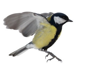 photo of flying isolated great tit