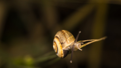 Close up of a snail in the wild- Israel