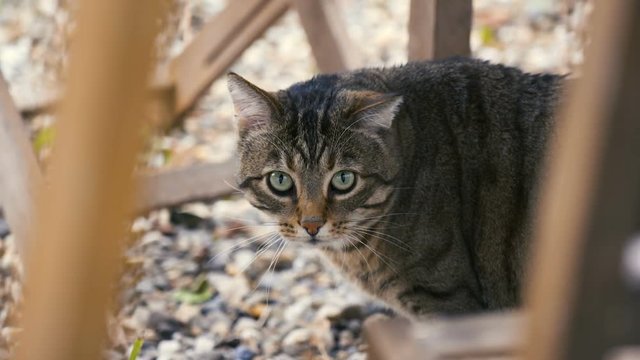 chat dans un jardin 