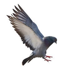 isolated on white dark gray flying pigeon