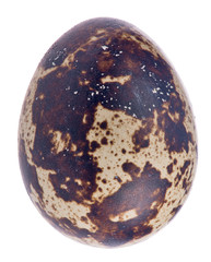 one quail egg isolated on white