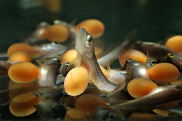baby arowana