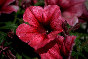 Petunias rosa, con gotas de rocio sobre fondo natural