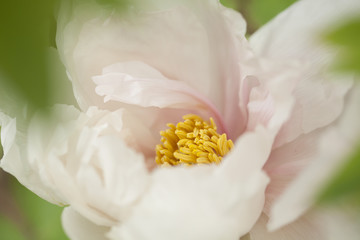 Obraz na płótnie Canvas White peony flower macro