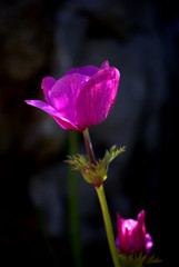 An&eacute;mona sobre fondo oscuro natural