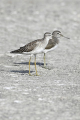 Obraz premium Bird:Pair of Sandpiper Searching for Food