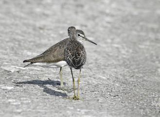 Bird:Pair of Sandpiper Searching for Food