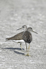 Bird:Pair of Sandpiper Searching for Food
