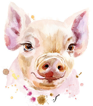 Watercolor portrait of mini pig