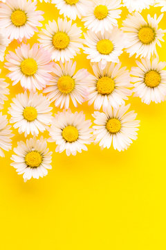 margheritine su fondo giallo