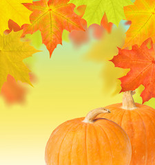 two pumpkins on bright maple leaves background