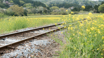 Rapeseed (Canola flower) by the railway track.