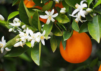 Fototapeta premium Kwiaty pomarańczy i pomarańczy z Walencji. Hiszpania Wiosna