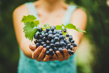 the girl is holding a fresh juicy ripe grapes