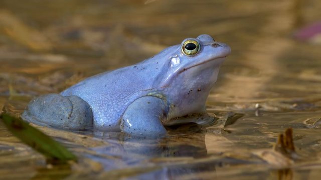 Blue moor frog (Rana arvalis) 