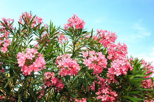 oleander flower with Green leaf in the background and Blue sky with cloud