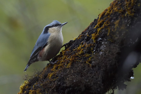 Bird sitting on tree branch