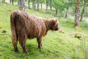 Young hairy calf in Scottish Highlands stands back to the camera