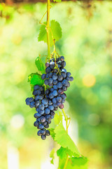 Naklejka premium Blue bunches of grapes in the sunshine