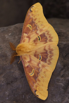 Big yellow moth