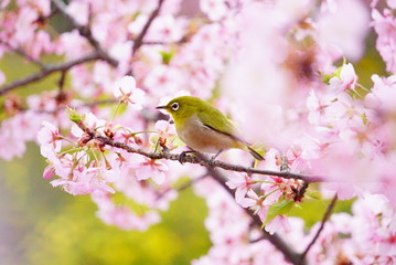 京都淀水路の河津桜とメジロ