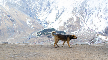 собака в горах грузии