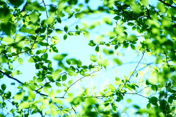 若葉　新緑　葉