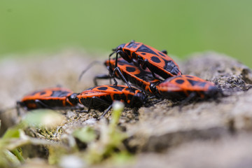 Fototapeta na wymiar Group of firebugs matting on a wooden trunk.