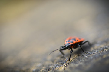 Firebug macro, head of a firebug against blurry background.