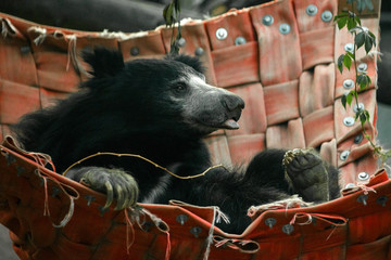 Indian sloth bear in red hammock © chelmicky
