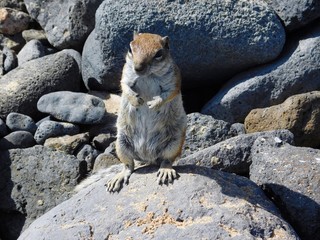 Streifenhörnchen sitzt auf Fels