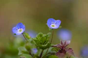 health speedwell close up against blurry background.
