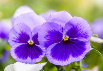 close up of a  purple wild pansy against blurry background.