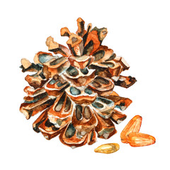 Italian stone pine cone. Watercolor