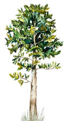 Korean cedar. Watercolor