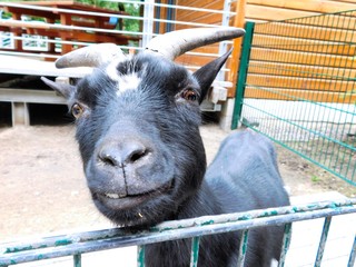 neugierige Ziege am Zaun
