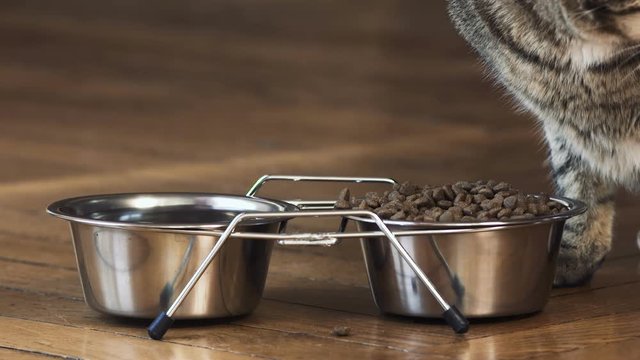 chat en gros plan qui mange,  2 bols en chrome design avec des croquettes, beau chat tigr&eacute;
