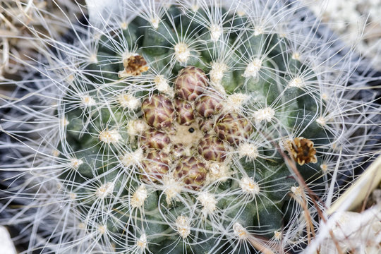 Top view of a cactus pediocactus with buds