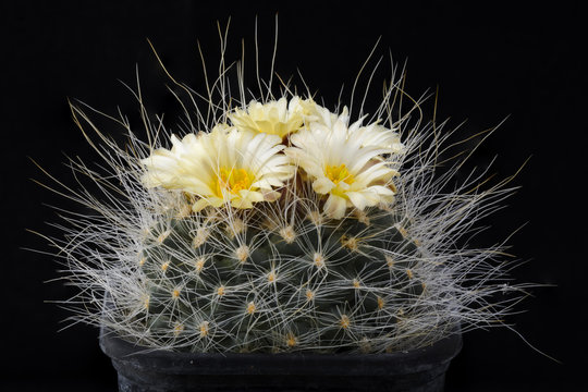 Cactus Pediocactus paradinei with flower isolated on black.