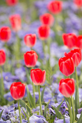 Obraz premium チューリップ畑