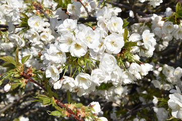Cerisier blanc en fleurs