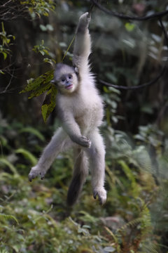 Young Yunnan or Black Snub-nosed monkey hanging in a tree