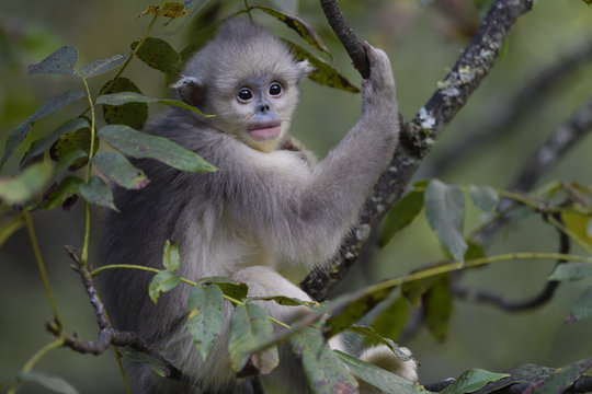 Young Yunnan or Black Snub-nosed monkey in a tree