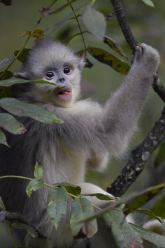 Young Yunnan or Black Snub-nosed monkey in a tree